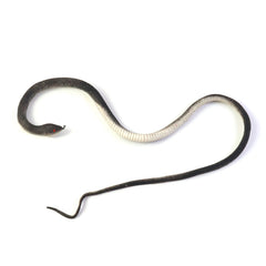 Rubber Snake